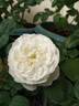 Fair Bianca ® rose photo