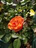 Val de Sole rose photo