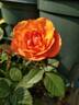 Val de Sole rose photo