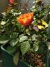 Val de Sole rose photo