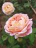 Claude Monet rose photo