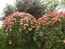 Rainbow's End, Cl. rose photo