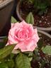 New York™ Love Forever® rose photo
