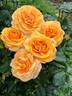 Beyond Fabulous! rose photo