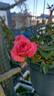 Amulett ® rose photo