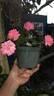 Amulett ® rose photo
