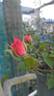 Amulett ® rose photo