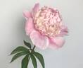 Madame Ducel peony photo