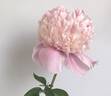 Madame Ducel peony photo