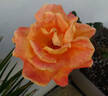 Angèle Pernet rose photo