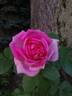 Conrad Ferdinand Meyer rose photo