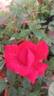 Christian Dior rose photo