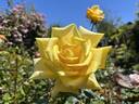 Berolina rose photo