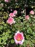 LeAnn Rimes rose photo