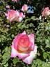 LeAnn Rimes rose photo