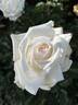 Whisper ™ rose photo