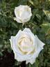 Whisper ™ rose photo