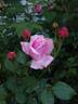 Bishop's Castle rose photo