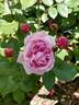 Bishop's Castle rose photo