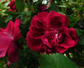 Gloire des Rosomanes rose photo