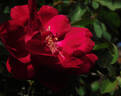 Gloire des Rosomanes rose photo