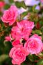 Lady Elsie May ™ rose photo
