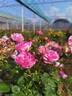 Louise Odier rose photo