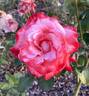 Brigadoon ™ rose photo