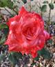 Brigadoon ™ rose photo