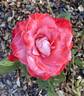 Brigadoon ™ rose photo