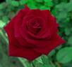Fr. Gervase rose photo