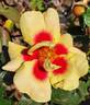 Ringo™ rose photo