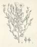 Rosa persica rose photo