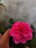 Bewitched rose photo