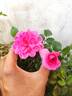 Bewitched rose photo