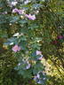 Abbotswood rose photo