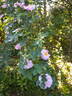 Abbotswood rose photo