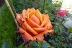 About Face ™ rose photo