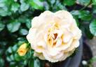 Elida rose photo
