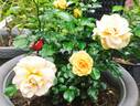 Elida rose photo