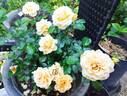 Elida rose photo