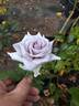 Chateau Myrtille rose photo