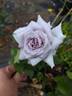 Chateau Myrtille rose photo