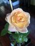 22-16-1 rose photo