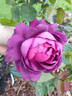 Gloire de Ducher rose photo