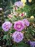 Blue Tango rose photo