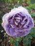 Blue Tango rose photo