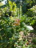 Vanguard rose photo