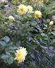 Splendid Ruffles rose photo