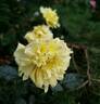 Splendid Ruffles rose photo